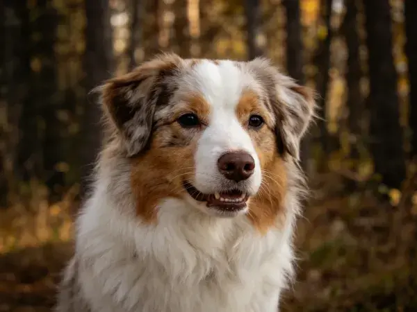 森林中澳大利亚牧牛犬特写