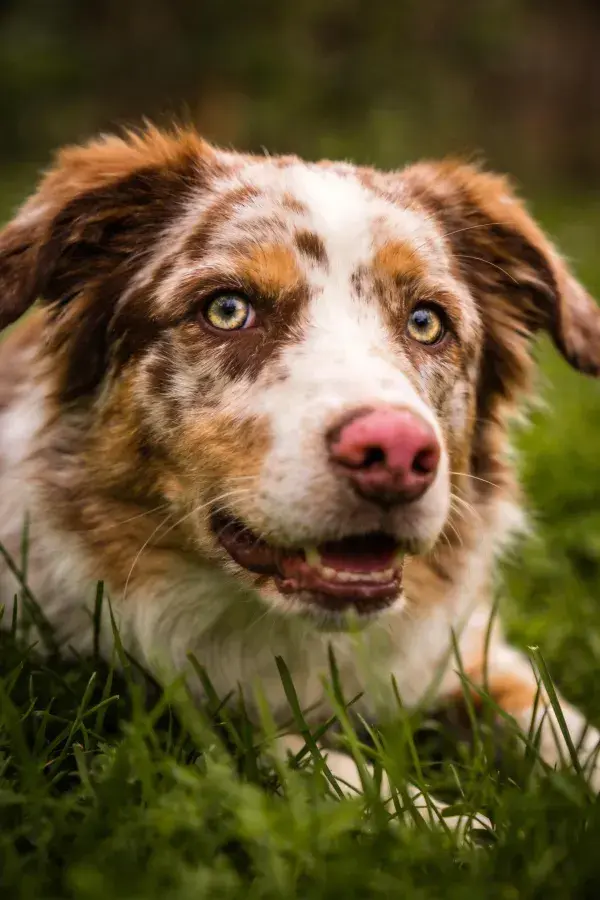 澳大利亚牧牛犬草地休憩