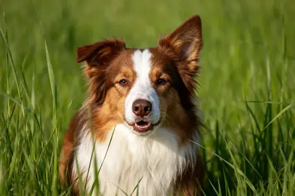 青草地上红白相间的边境牧羊犬