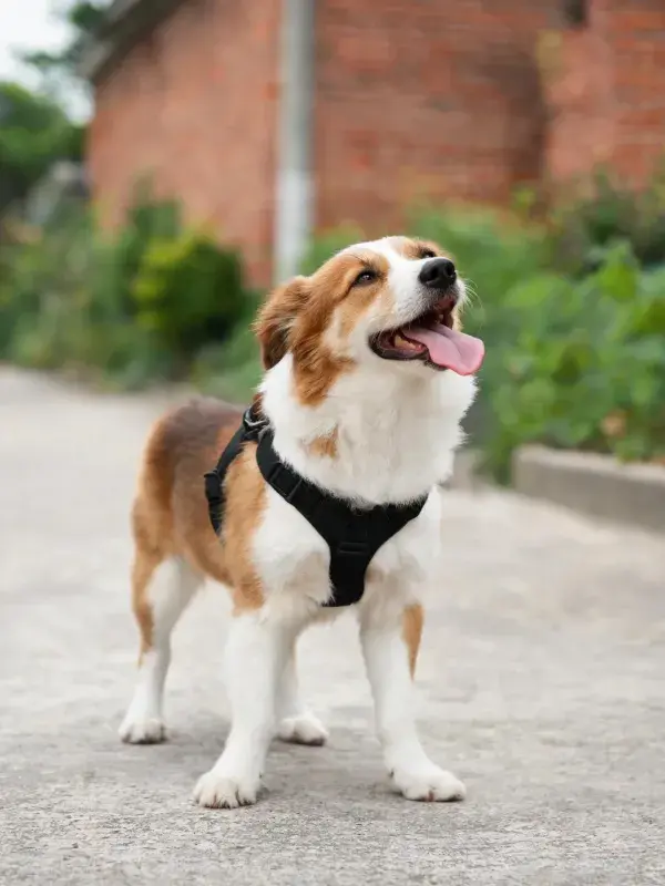 砖石小径旁的边境牧羊犬