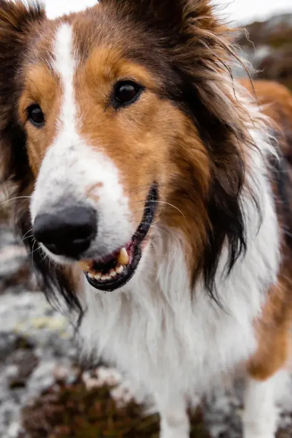 设得兰牧羊犬岩石旁特写