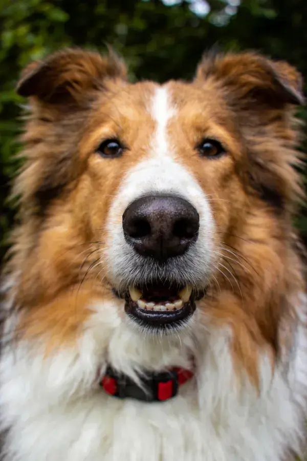 户外绿意背景下的沙尔特兰牧羊犬特写