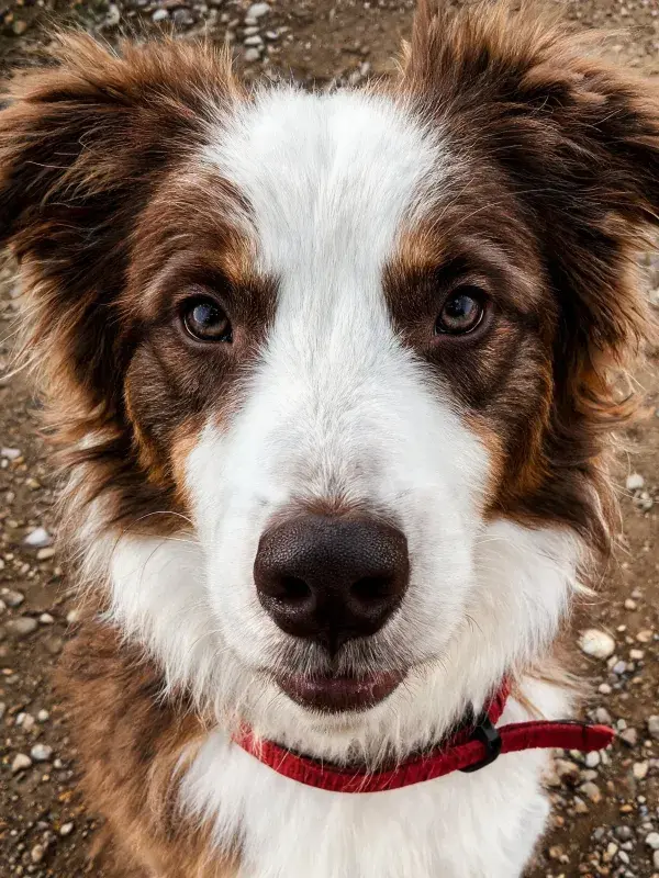 静态特写展现边境牧羊犬的神情