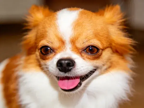 室内特写拍摄橙白相间的小型混种犬