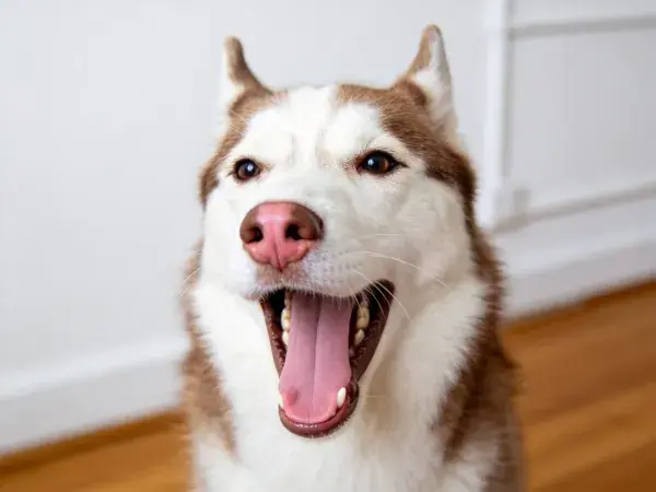 室内特写一只棕白相间的西伯利亚雪橇犬