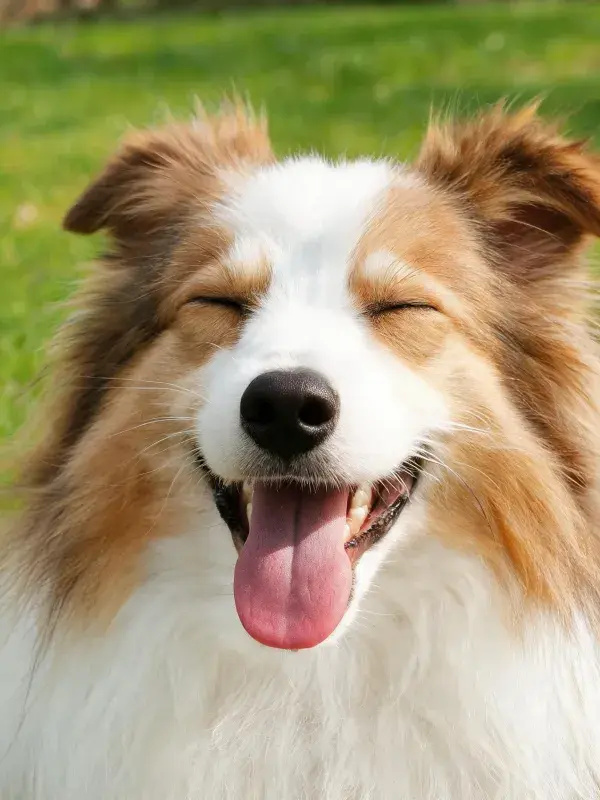 闭眼微笑的边境牧羊犬在阳光下