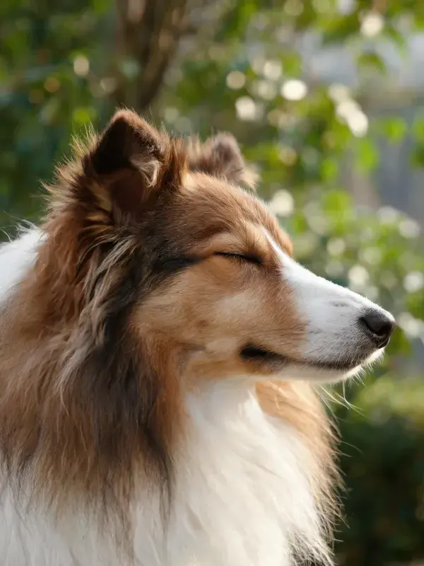 阳光下设得兰牧羊犬的特写