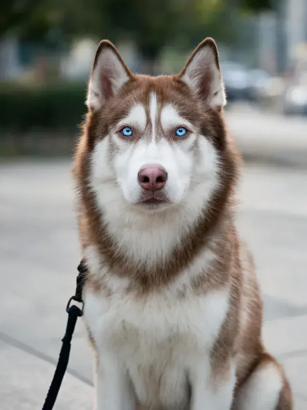 棕白双色西伯利亚雪橇犬特写