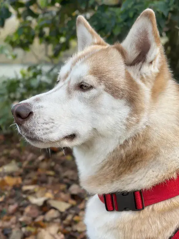户外环境中浅棕白相间的西伯利亚雪橇犬特写