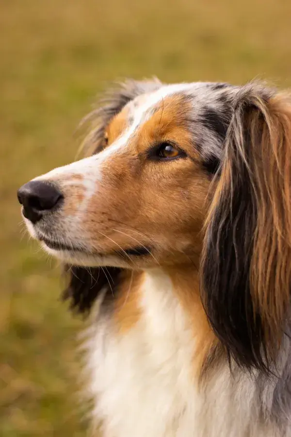 长耳三色澳大利亚牧羊犬特写