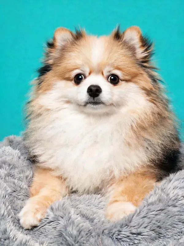博美犬在灰色毯子上的特写