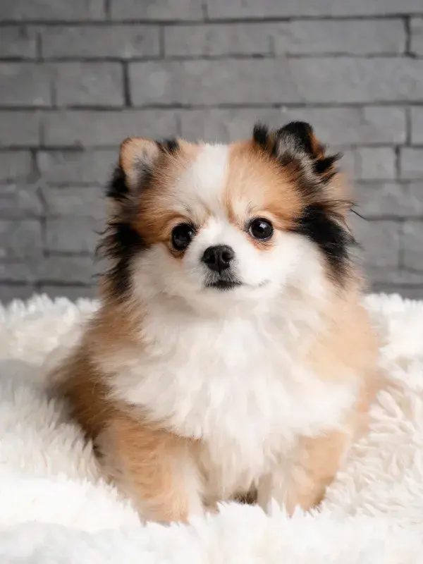 砖墙前白色绒毯上的博美幼犬特写