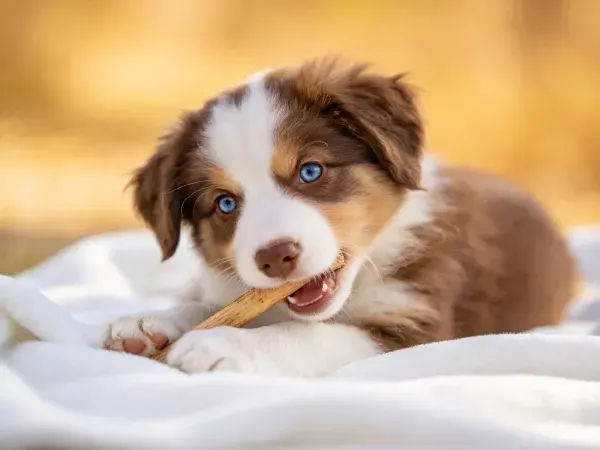 澳大利亚牧羊犬幼犬啃木棍于白色毯面