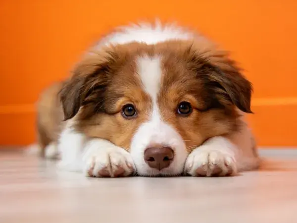橙色背景下边境牧羊犬幼犬特写