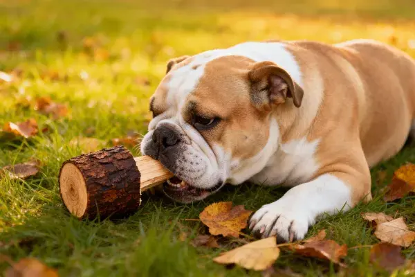 英国斗牛犬在草地玩木制玩具的场景