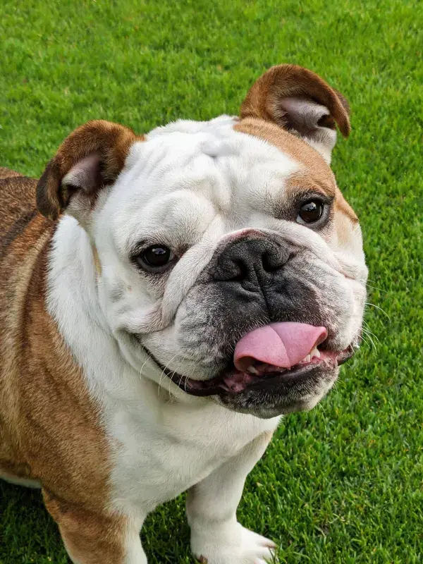 英国斗牛犬幼犬在草地上的特写