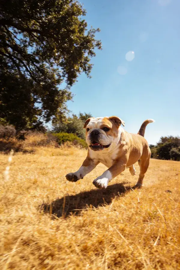 户外草地上的斗牛犬奔跑场景