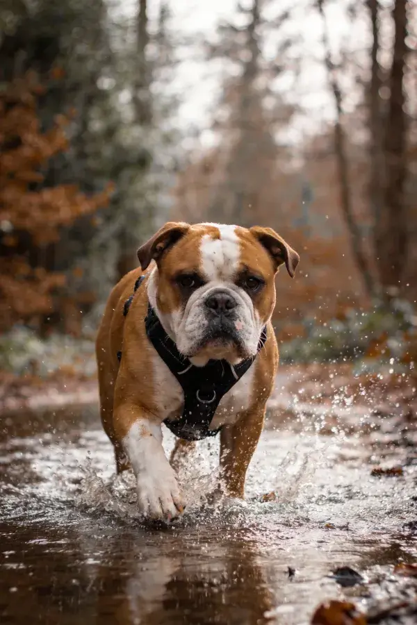 森林小径中英国斗牛犬涉水特写