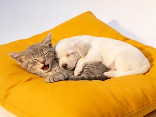 短毛家猫与白色幼犬共眠于黄色软垫场景