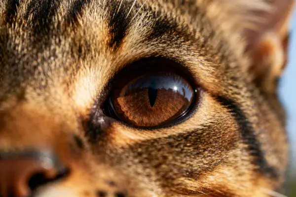 阳光下的孟加拉猫眼部特写