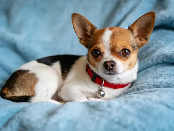 青蓝色毯子上的吉娃娃犬