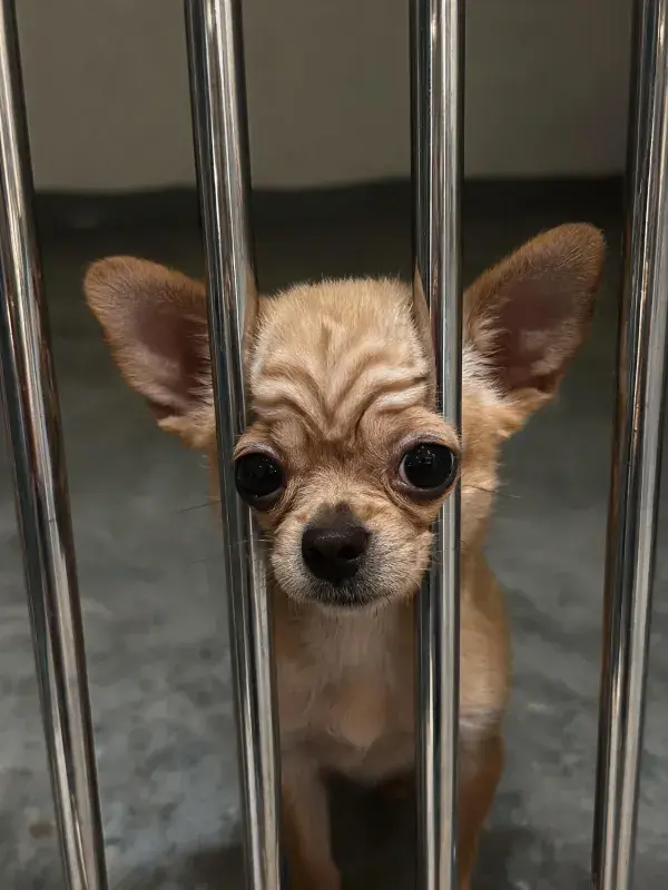 金属栏杆后的小型吉娃娃犬