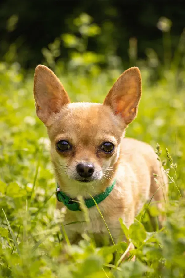 吉娃娃犬在草丛中的特写画面