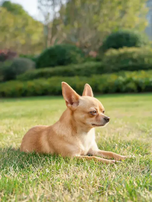 吉娃娃犬草地休憩状态捕捉