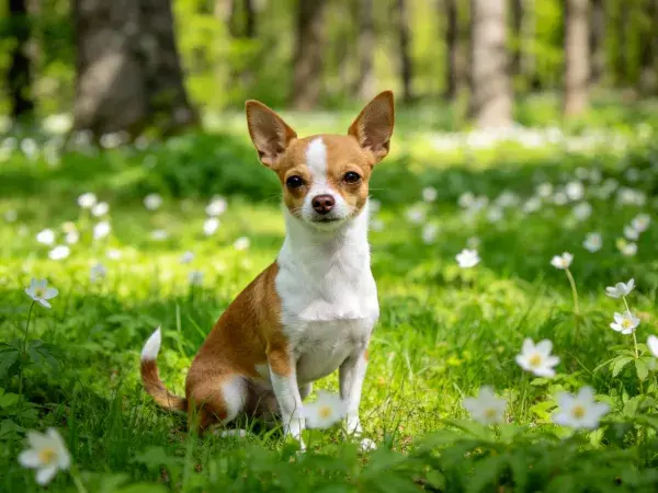 森林草地中的吉娃娃犬