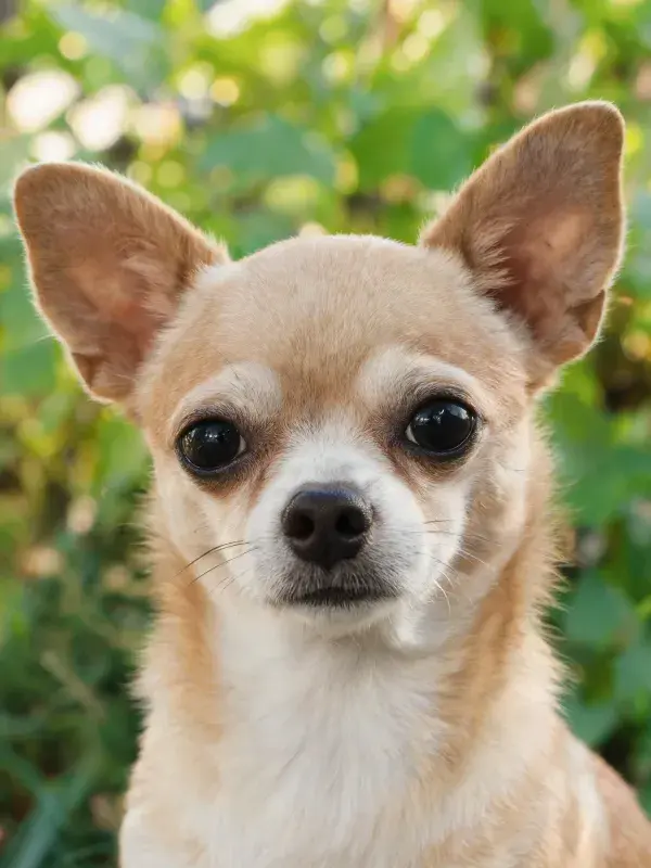 户外绿植前的吉娃娃犬特写