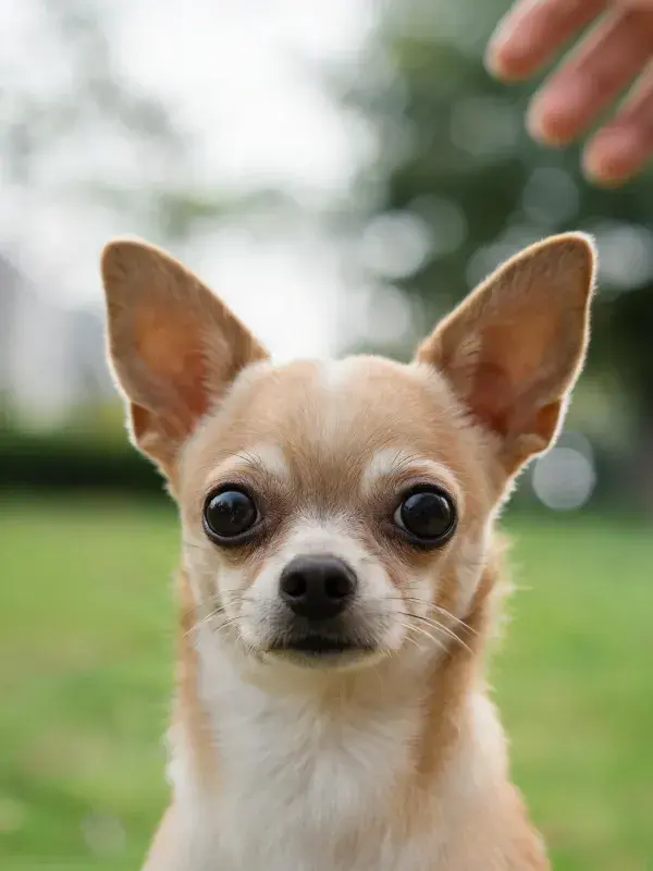吉娃娃犬户外草地特写注视
