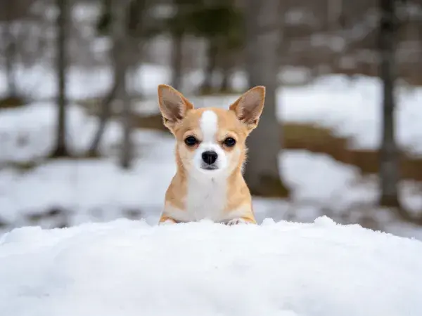 雪地树林间吉娃娃犬特写