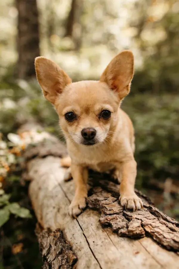 吉娃娃犬趴在枯木上的森林场景