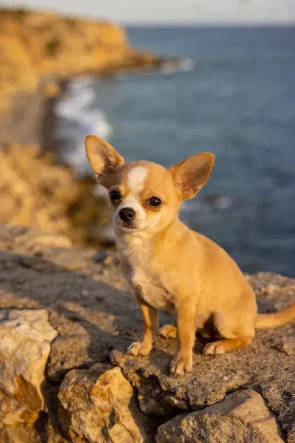 吉娃娃犬近景特写于岩石海岸