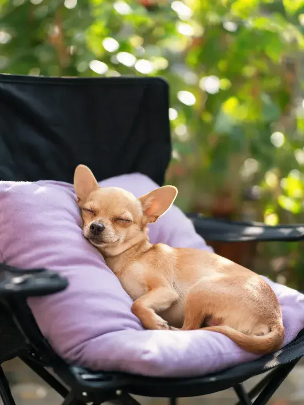 户外折叠椅上吉娃娃犬的休憩场景