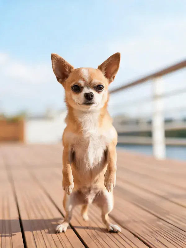 户外木质平台上站立的小型吉娃娃犬特写