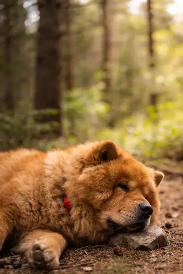 森林中休息的棕红色松狮犬