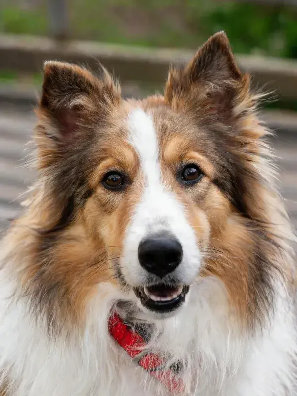 苏格兰牧羊犬户外特写镜头