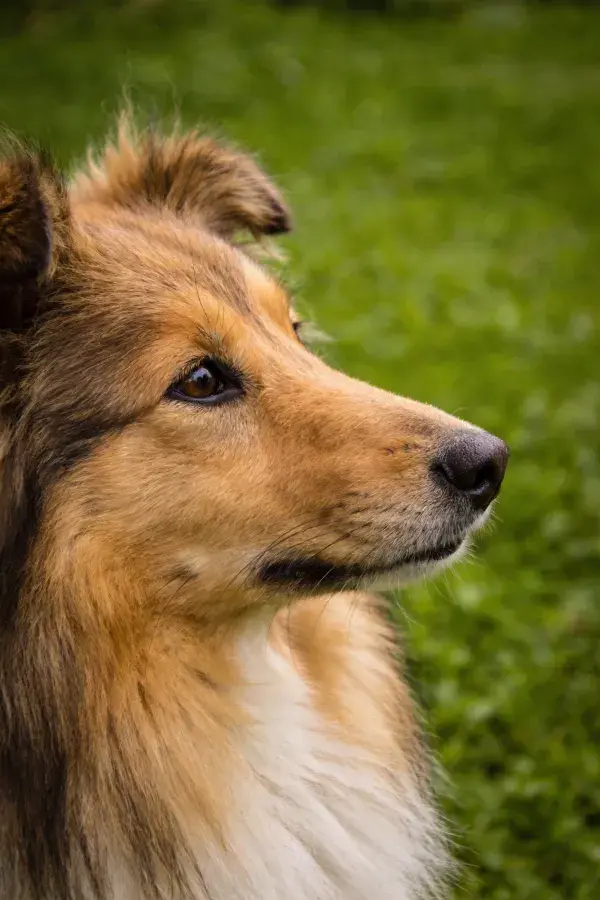 苏格兰牧羊犬侧面特写于绿地背景前