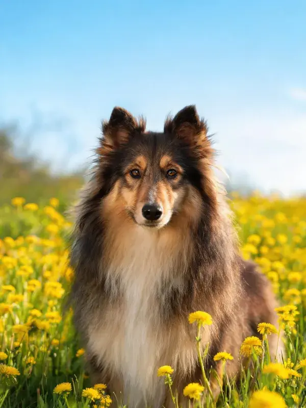 黄花田间设得兰牧羊犬