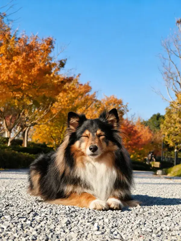 秋日小径上苏格兰牧羊犬休憩