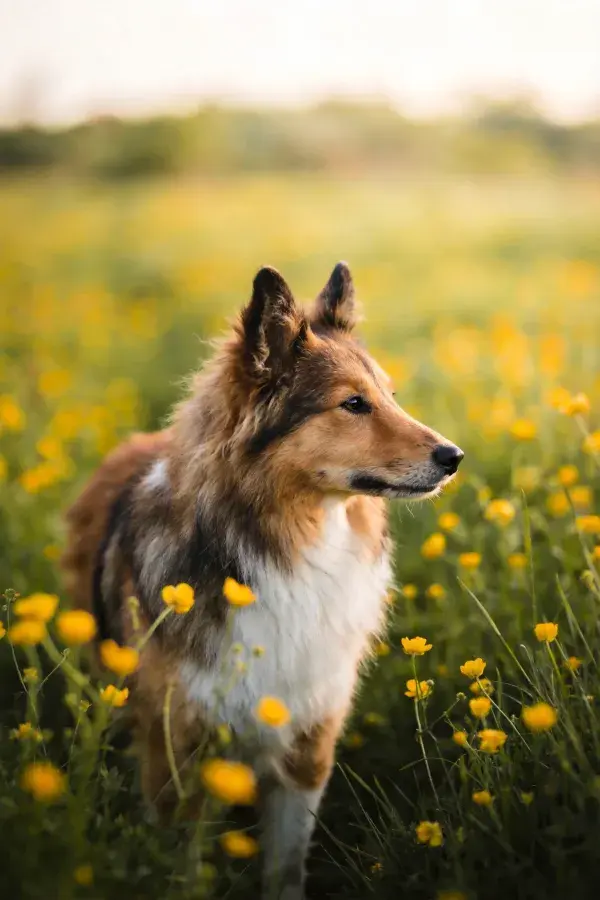 设得兰牧羊犬于黄花草地中