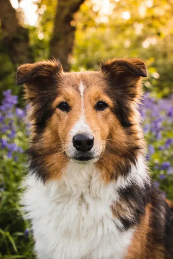 林间花丛中的三色苏格兰牧羊犬