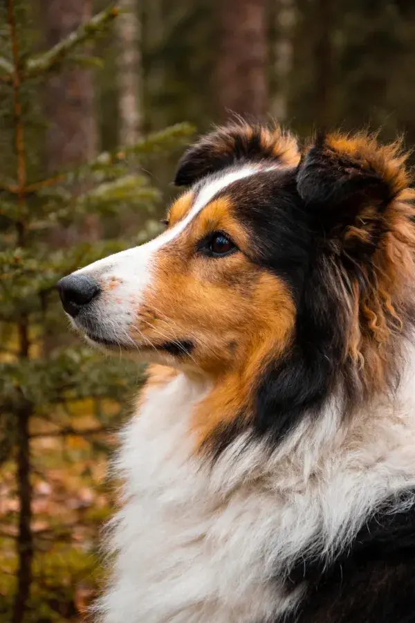 森林背景下设得兰牧羊犬特写