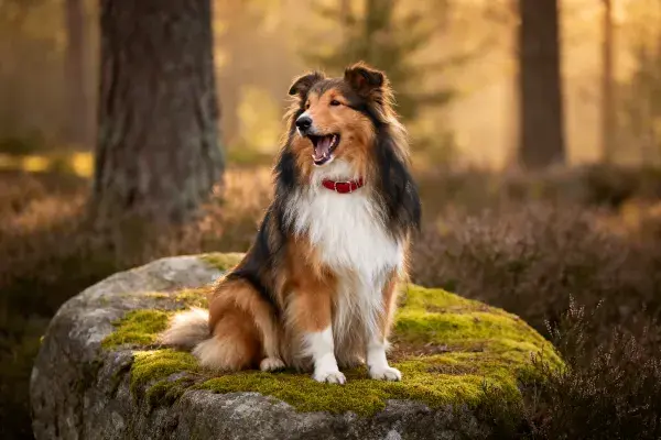 森林岩石上的三色苏格兰牧羊犬