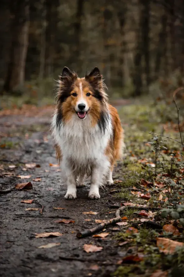 设得兰牧羊犬林间站立瞬间