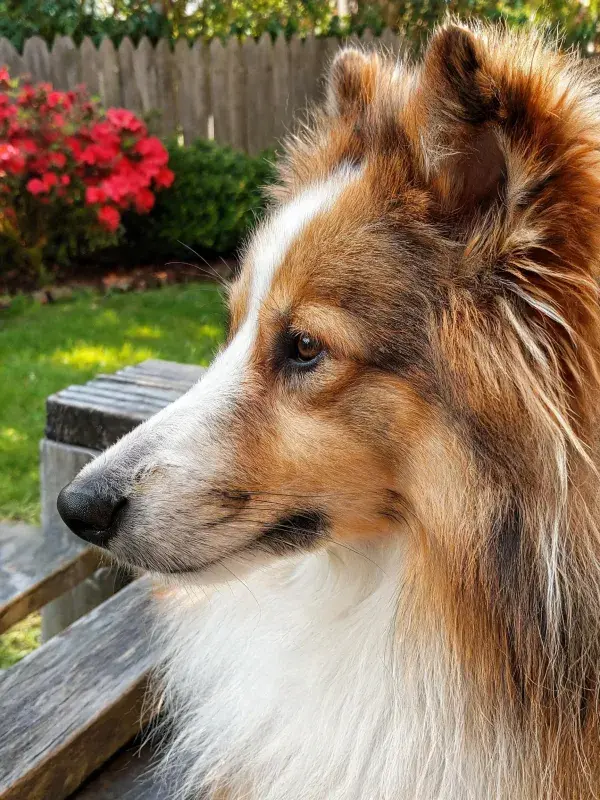阳光下花园中的三色苏格兰牧羊犬特写