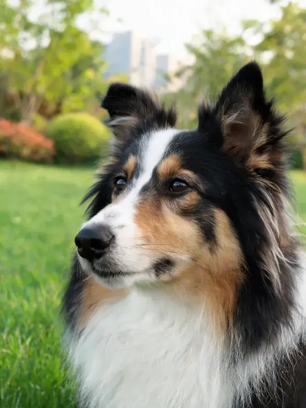 草地中三色设得兰牧羊犬特写