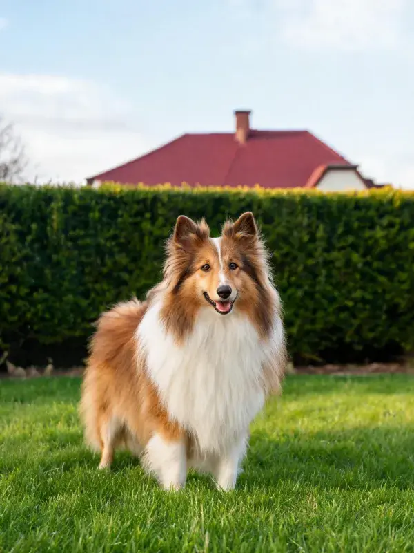 庭院草坪上的设得兰牧羊犬