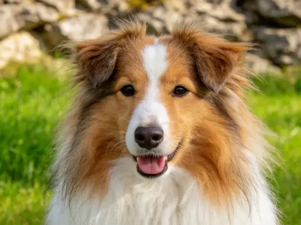 设得兰牧羊犬注视镜头场景